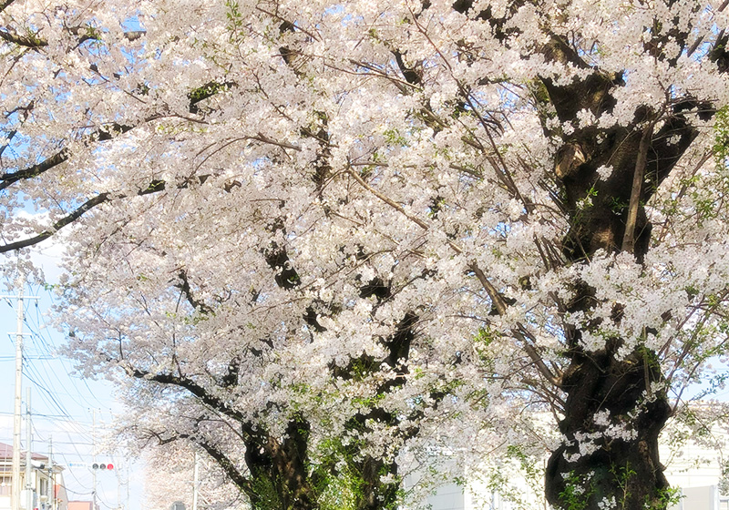 【着物TPO】お花見におすすめの着物は？